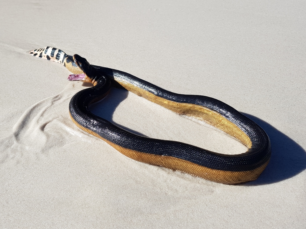 Hydrophis platurus NZHS